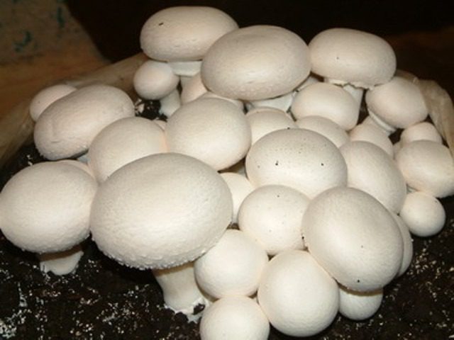 طرح پرورش قـارچ خوراكـي